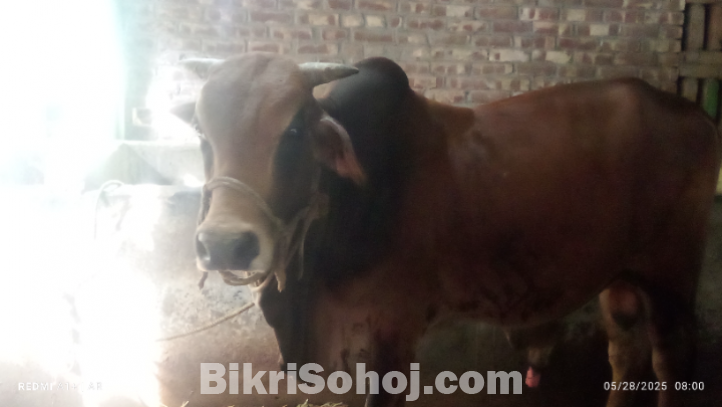 ষাঁড় গরু